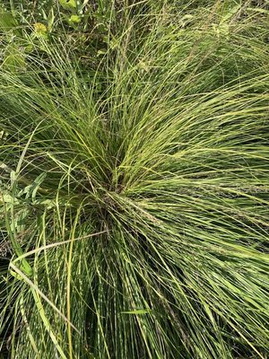 Prairie Dropseed
