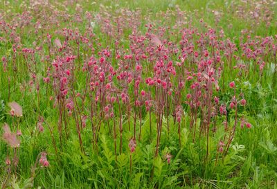 Prairie Smoke