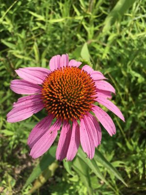 Purple Coneflower