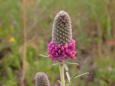 Purple Prairie Clover