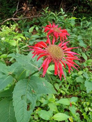 Scarlet Beebalm