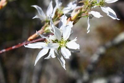 Serviceberry