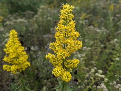 Showy Goldenrod