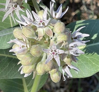 Showy Milkweed
