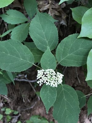 Smooth Hydrangea