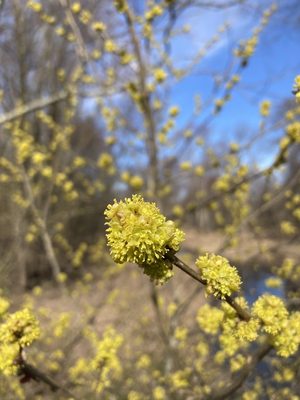 Spicebush