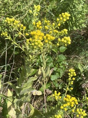 Stiff Goldenrod