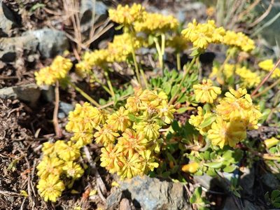 Sulphur-Flower Buckwheat