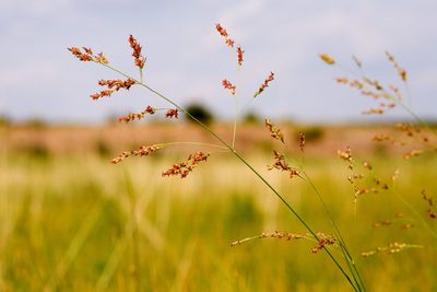 Switchgrass