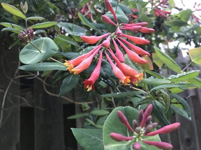 Trumpet Honeysuckle