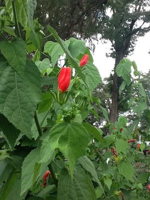 Turk's Cap