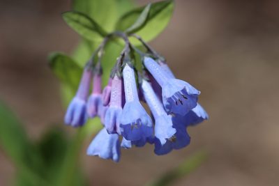 Virginia Bluebells