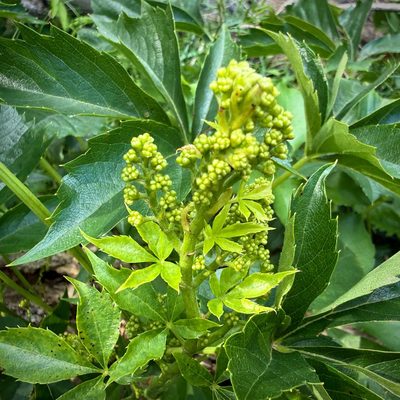 Virginia Creeper