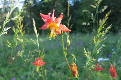 Western Columbine