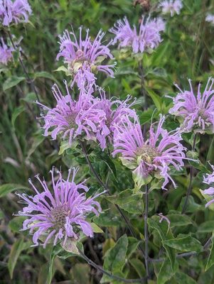 Wild Bergamot