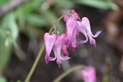 Wild Bleeding Heart