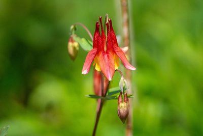 Wild Columbine