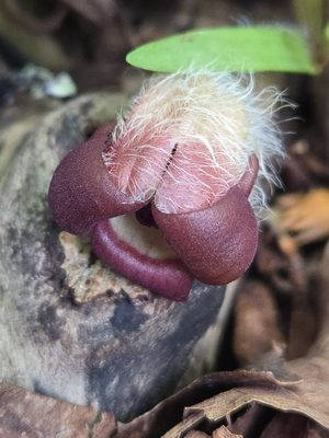 Wild Ginger
