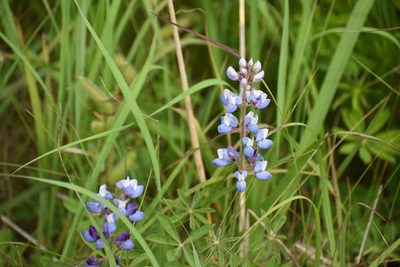 Wild Lupine