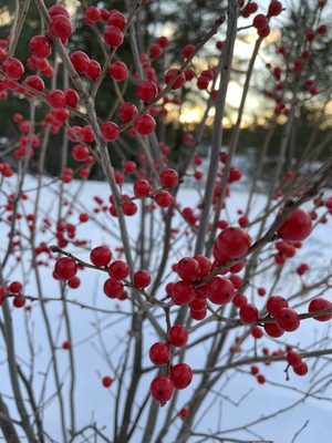 Winterberry
