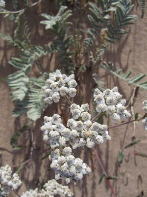 Common Yarrow